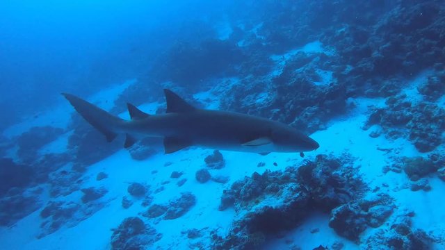 Nurse shark swims passed and joins friend. Eerie light as a sunset dive