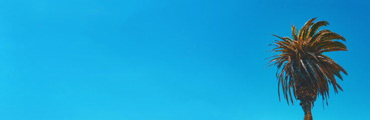Single palm tree against the blue summer sky