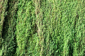 green cypress tree nature background 
