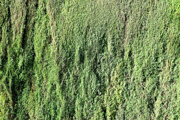 green cypress tree nature background 