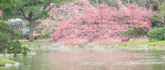 Beautiful cherry blossom sakura in spring time