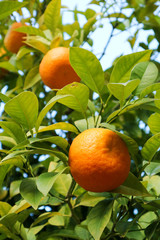 fresh orange clementines on the tree closeup