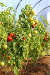Delicious red tomatoes hanging on the vine of a tomato plant