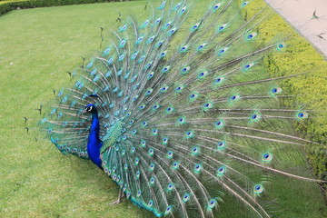 Obraz premium peacock in a summer park (Prague)