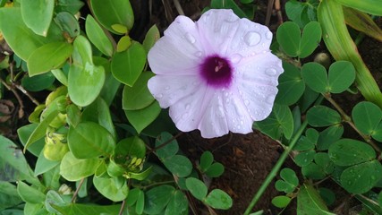 flower on a white background