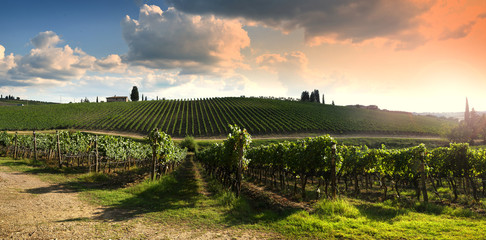 Beautiful vineyard in Tuscan countryside near Florence at sunset with cloudy sky. Italy. © Dan74