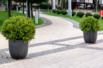 decorative stone flowerpots with evergreen bushes on a pedestrian sidewalk paved with stone tiles...