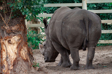Naklejka premium Big black rhino in nature close-up. Rinocerotidae Disorns. A huge dangerous wild rhinoceros attacks the victim with a horn.