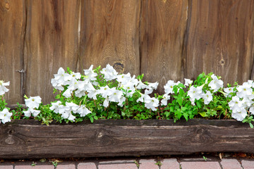 wooden flowerpot with white blossoms of petunia against the background of boards, closeup of decor in retro style.