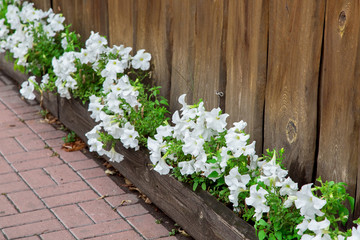 wooden flowerpot with white petunia blossoms on a stone tile walkway against a plank wall, close up.