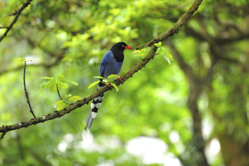 Blue Magpie