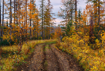 Fototapeta premium road in autumn forest