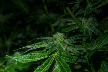 French cookies variety of marijuana in tent hydroponics indoor