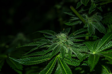 French cookies variety of marijuana in tent hydroponics indoor