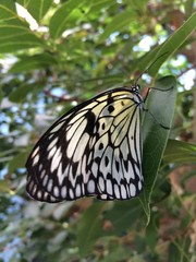 a black and white patterned butterfly perched on a leaf