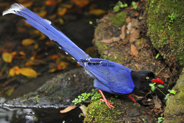 Blue Magpie