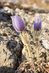Pulsatilla grandis or the Greater pasque flower, Easter flower, is a species of flowering plant in genus Pulsatilla, family Ranunculaceae. Rare and endangered grassland habitat plant