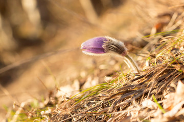 Pulsatilla grandis or the Greater pasque flower, Easter flower, is a species of flowering plant in genus Pulsatilla, family Ranunculaceae. Rare and endangered grassland habitat plant
