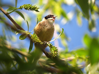 Penduline tit or European penduline tit (Remiz pendulinus), a bird of the genus Remiz in family Remizidae elaborating hanging nest at lakeside and riverine swampy vegetation habitat