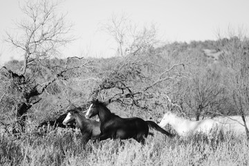 Young horses running through rural landscape in black and white.