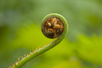 fern