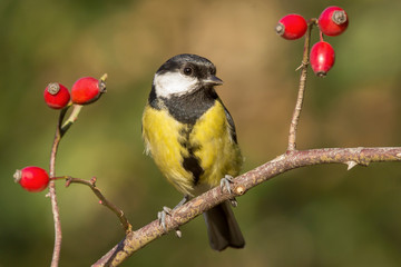 Great tit (Parus major) common garden bird close up, black yellow and white bird perching on the branch with blurry background