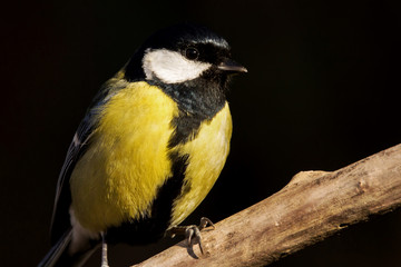Great tit (Parus major) common garden bird close up, black yellow and white bird perching on the branch with blurry background