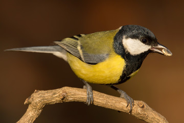 Great tit (Parus major) common garden bird close up, black yellow and white bird perching on the branch with blurry background
