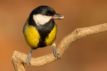 Great tit (Parus major) common garden bird close up, black yellow and white bird perching on the branch with blurry background