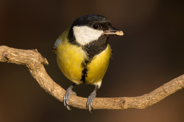 Great tit (Parus major) common garden bird close up, black yellow and white bird perching on the branch with blurry background