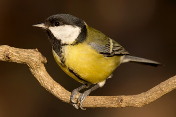 Fototapeta premium Great tit (Parus major) common garden bird close up, black yellow and white bird perching on the branch with blurry background