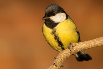 Naklejka premium Great tit (Parus major) common garden bird close up, black yellow and white bird perching on the branch with blurry background