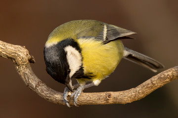 Great tit (Parus major) common garden bird close up, black yellow and white bird perching on the branch with blurry background