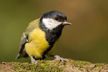 Great tit (Parus major) common garden bird close up, black yellow and white bird perching on the branch with blurry background