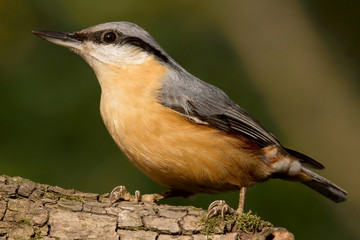 Nuthatch (Sitta europaea) Eurasian nuthatch bird perching on a branch, close up bird photo with blurry background, common wood and garden bird with orange breast and grey back