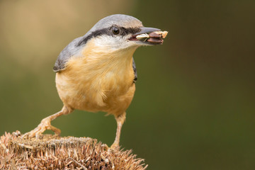 Nuthatch (Sitta europaea) Eurasian nuthatch bird perching on a branch, close up bird photo with blurry background, common wood and garden bird with orange breast and grey back