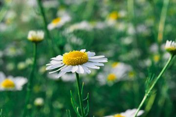 daisy in the grass