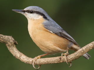 Nuthatch (Sitta europaea) Eurasian nuthatch bird perching on a branch, close up bird photo with blurry background, common wood and garden bird with orange breast and grey back