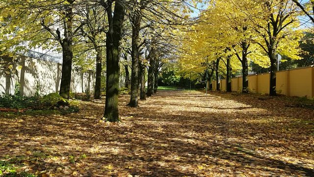 Autumn scenery, Leaves Falling From Trees In Slow Motion. Beautiful sunny day in the park. Florence Rifredi urban area, Tuscany Italy