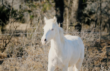 Obraz premium White colt horse in rural winter landscape.