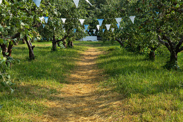 path with blue and white decorative flags in a park garden with fruit trees