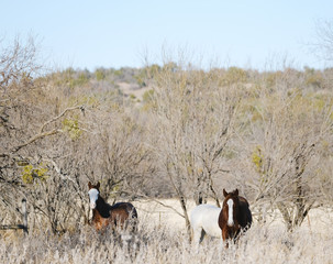 Weanling horses in Texas winter landscape.