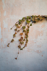 Climbing plant in vintage wall