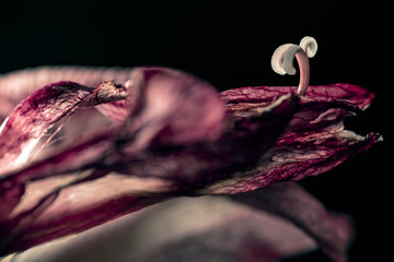 pink rose on black backgroundtext, on paper, back to school, stockholm,sweden, nacka, sweden