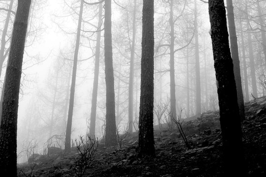 black and white photography of fog in the burn-out pine forest