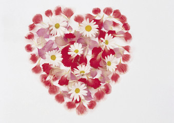 Obraz premium Rose and daisy