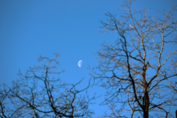 tree in the sky with moon, stockholm,sweden, nacka, sweden