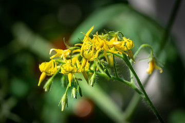 Tomato Blossoms on Vine