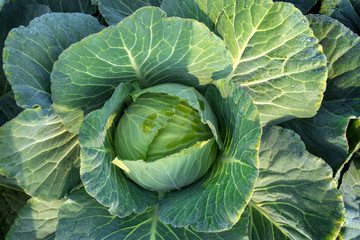 Top View of Fresh Green Cabbage or headed Cabbage grow in the garden at Savar, Dhaka, Bangladesh.