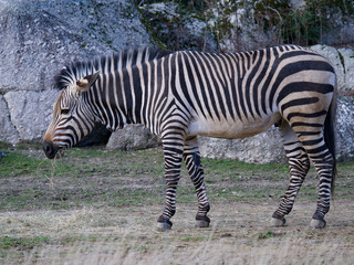 Zèbre, série, zoo, Parc de la Tête d'Or, Lyon